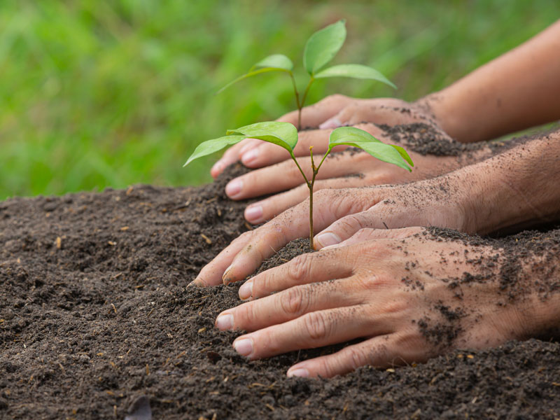 Plantación Plantación