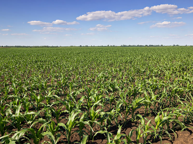 Siembra y otros trabajos agrícolas Siembra y otros trabajos agrícolas